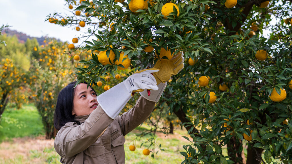 유안재 고흥 유자 협력농원