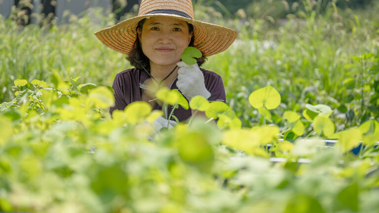 큰잎병풀 자이언트병풀 수확 유안재 허브가든