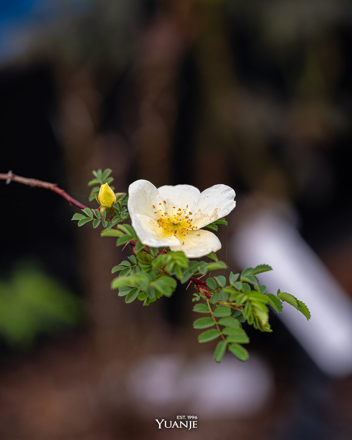 노랑해당화 Rosa Xanthina 유안재 로즈가든